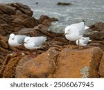 Silver Gulls (Larus novahollandiae) sheltering from the wind and rain in Leeuwin-Naturaliste National Park near Yallingup in Western Australia.