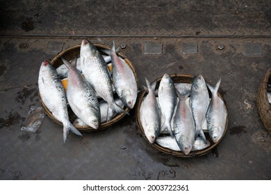 Silver hilsa fish are arranged in baskets. Hilsa is the national fish of Bangladesh.