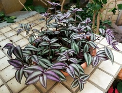 Silver Inch Plant Or Tradescantia Zebrina Also Known As Wandering Jew Plant On The Garden. Ornamental Houseplant. Purple Leaf Plant.