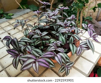 Silver Inch plant or Tradescantia Zebrina also known as wandering jew plant on the garden. Ornamental houseplant. Purple leaf plant.