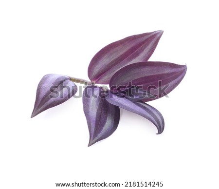 Silver Inch Plant (Tradescantia zebrina) isolated on white background.