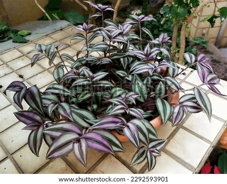 Silver Inch plant or Tradescantia Zebrina also known as wandering jew plant on the garden. Ornamental houseplant. Purple leaf plant.