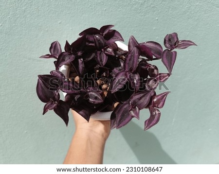 Silver Inch plant or Tradescantia Zebrina also known as wandering jew plant on the garden. Ornamental houseplant. Purple leaf plant.Houseplant hanging flowerpot on a purple magenta background.