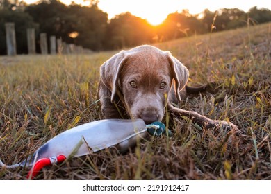 Silver Labrador Retriever In Duck Hunting Training With Duck Dobber