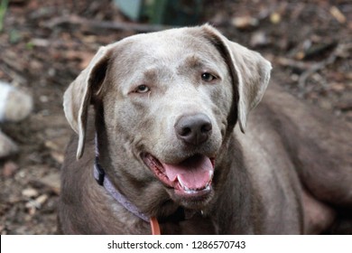 6,813 Silver Lab Images, Stock Photos & Vectors | Shutterstock