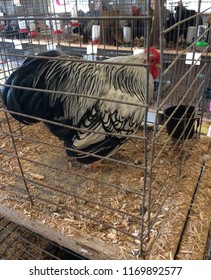 Silver Laced Wyandotte Rooster At The County Fair