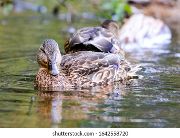 Silver Lake Utah Ducks Swimming 