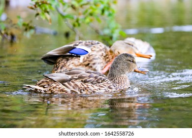 Silver Lake Utah Ducks Swimming 