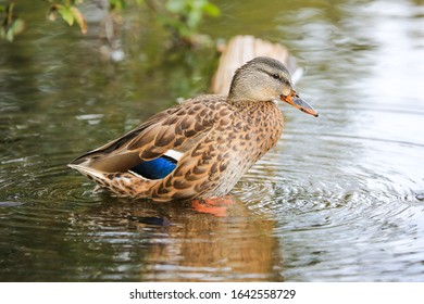 Silver Lake Utah Ducks Swimming 