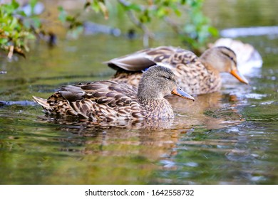 Silver Lake Utah Ducks Swimming 