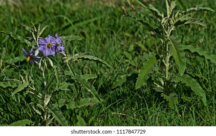 Silver Leaf Nightshade Images Stock Photos Vectors Shutterstock