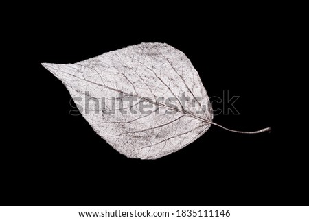 silver leaves isolated on black background