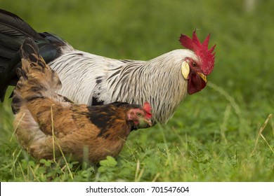 Silver Leghorn Free Range Rooster Hens Stock Photo 701547604 | Shutterstock