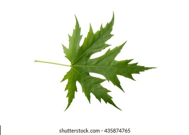 Silver Maple Tree Images Stock Photos Vectors Shutterstock