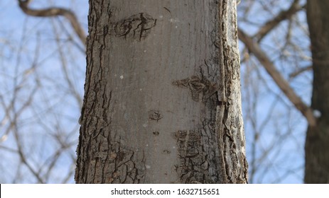 Silver Maple Bark High Res Stock Images Shutterstock