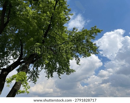 Silver maple tree against sky with clouds.