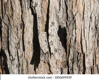 Silver Maple Tree Bark Closeup