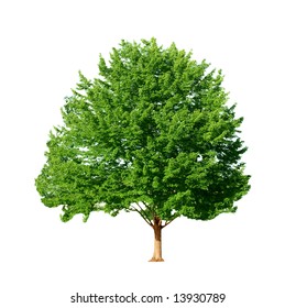 Silver Maple Tree Isolated On White