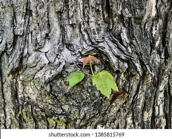 Silver Maple Bark High Res Stock Images Shutterstock