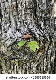 Silver Maple Bark High Res Stock Images Shutterstock