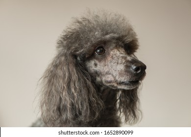 silver miniature poodle