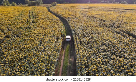 A Silver Minibus Drives Across The Field. Automobile Travel. Rural Road. Sunflower Field. Sunset. Tourists. Camper. Summer Day. Yellow Flowers. View From Above. Panorama Of The Area.