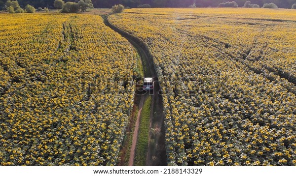 A silver\
minibus drives across the field. Automobile travel. Rural road.\
Sunflower field. Sunset. Tourists. Camper. Summer day. Yellow\
flowers. View from above. Panorama of the\
area.
