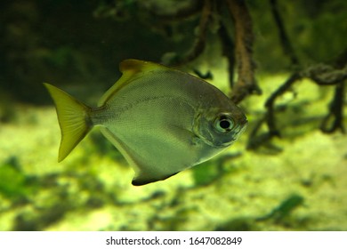 211 Butter bream Images, Stock Photos & Vectors | Shutterstock