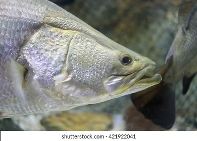 Silver Perch