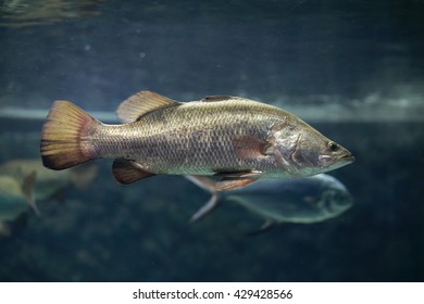 Silver Perch