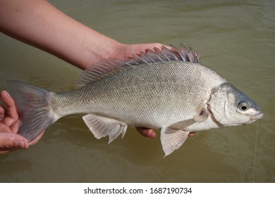 A Silver Perch Caught In The Murrumbidgee River In NSW, Australia.