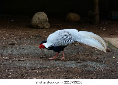 Silver  Pheasant Lophura Nycthemera Phasianidae