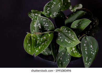 Silver Philodendron Hd Stock Images Shutterstock