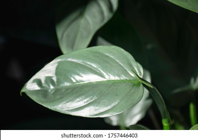 Silver Philodendron Hd Stock Images Shutterstock