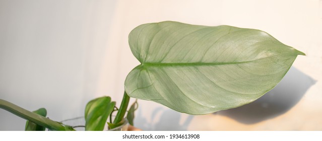 Silver Philodendron Hd Stock Images Shutterstock