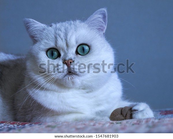 Silver Point British Shorthair Cat Green Stock Photo Edit Now