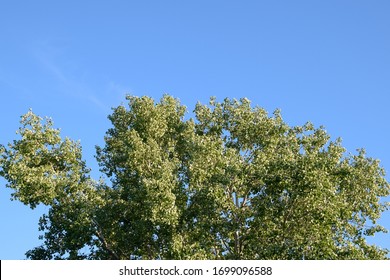 Silver Poplar Images Stock Photos Vectors Shutterstock