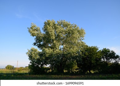 Silverleaf Poplar Images Stock Photos Vectors Shutterstock