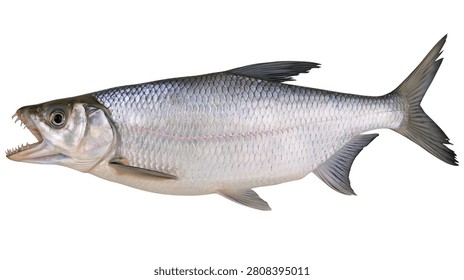 Silver predatory fish with sharp teeth and detailed scales