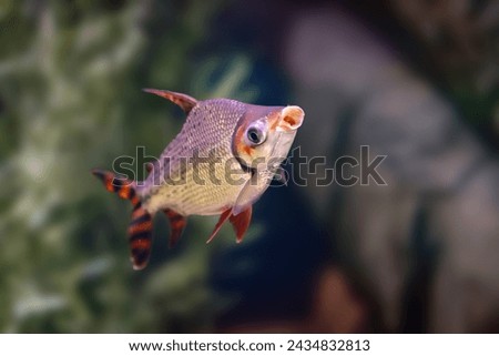Silver Prochilodus (Semaprochilodus taeniurus) - Freshwater fish
