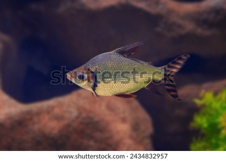 Silver Prochilodus (Semaprochilodus taeniurus) - Freshwater fish