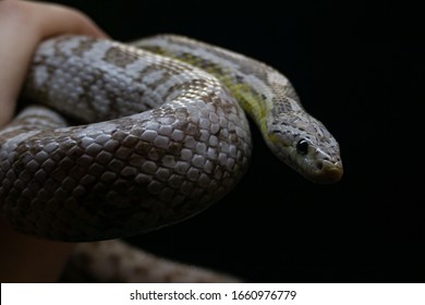 silver queen corn snake