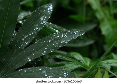 Silver Raindrops On A Leaf