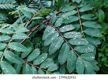 Silver Raindrops On Rowan Leaves