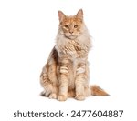 Silver red Maine Coon sitting and looking forward, isolated on white