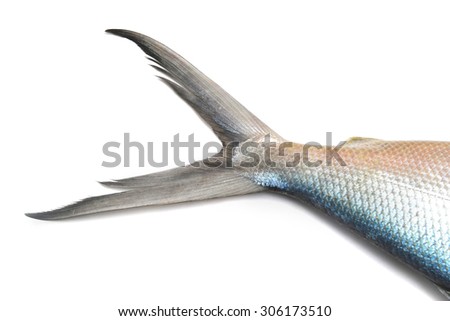 silver scale fish tale on white