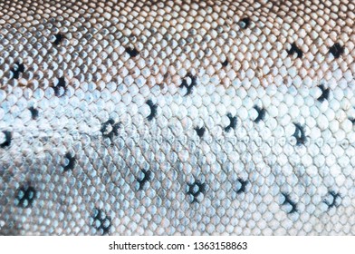 Silver Sea Trout Skin Pattern