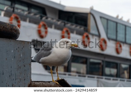 Silver seagull waiting on Eminonu coast, Istanbul, Turkey. 