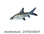 Silver shark (Black tailed shark, Bala shark, shark minnow) on isolated white background. Balantiocheilos melanopterus is freshwater ornamental fish.