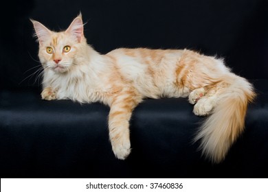 Silver Smoke Red Maine Coon On Stock Photo Shutterstock